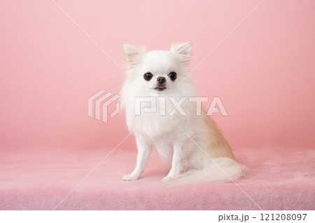 ピンクバックで微笑むチワワ ピンクバックで微笑むチワワ 121208097