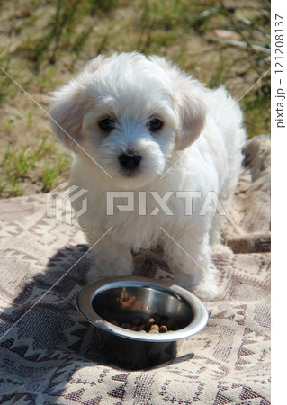 Pet care. Cute puppy looking forward. Small dog. Maltese dog eating outdoors 121208137