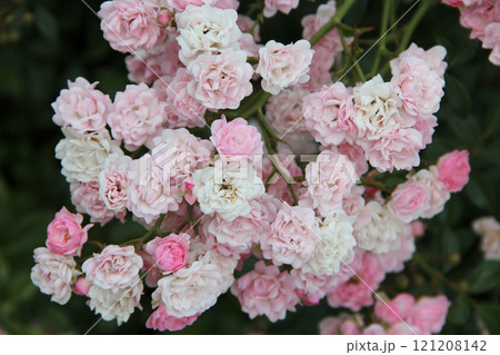 Bush of Rosa Moschata. Flowers or Rose of Castile. Derived from Rosa Gallica Bush of Rosa Moschata. Flowers or Rose of Castile. Derived from Rosa Gallica 121208142