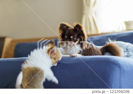 ソファーの上で子犬のチワワを見つめる成犬のチワワ ソファーの上で子犬のチワワを見つめる成犬のチワワ 121208206