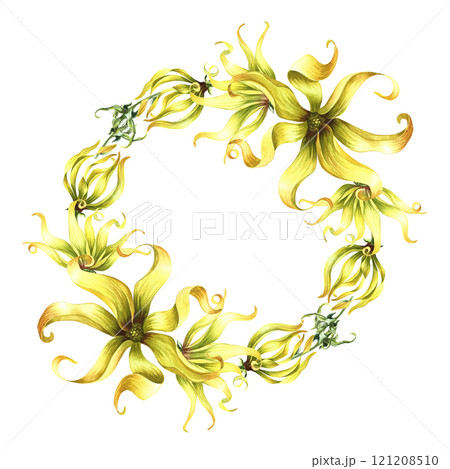 A wreath of ylang-ylang or kanaga flowers, exotic fragrant yellow flowers with leaves. A hand-drawn watercolor illustration. A design element for packaging, labels, postcards, prints or posters. A wreath of ylang-ylang or kanaga flowers, exotic fragrant yellow flowers with leaves. A hand-drawn watercolor illustration. A design element for packaging, labels, postcards, prints or posters. 121208510