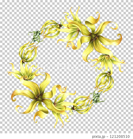 A wreath of ylang-ylang or kanaga flowers, exotic fragrant yellow flowers with leaves. A hand-drawn watercolor illustration. A design element for packaging, labels, postcards, prints or posters. A wreath of ylang-ylang or kanaga flowers, exotic fragrant yellow flowers with leaves. A hand-drawn watercolor illustration. A design element for packaging, labels, postcards, prints or posters. 121208510