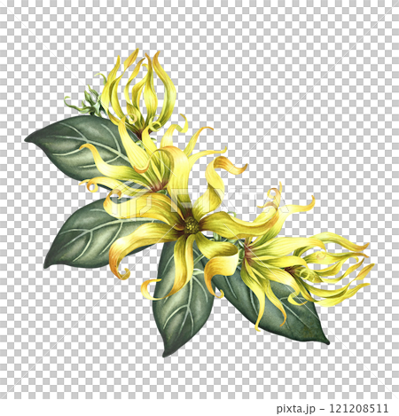 Ylang-ylang or kanaga flowers. A bouquet of exotic fragrant yellow flowers with leaves. A hand-drawn watercolor illustration. A design element for packaging, labels, postcards, prints or posters. 121208511