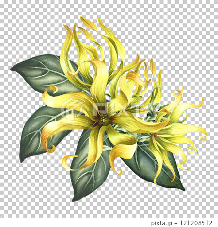 Ylang-ylang or kanaga flowers. A bouquet of exotic fragrant yellow flowers with leaves. A hand-drawn watercolor illustration. A design element on an isolated background. 121208512