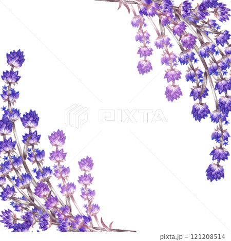 Lavender. A square frame made of purple lavender flowers. A watercolor illustration made by hand. Highlight it. An element of the design of packaging, postcards and labels. 121208514
