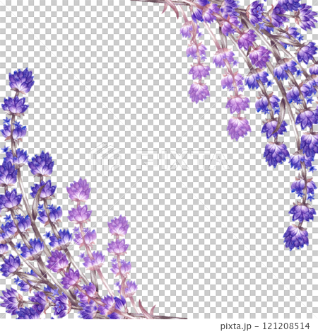 Lavender. A square frame made of purple lavender flowers. A watercolor illustration made by hand. Highlight it. An element of the design of packaging, postcards and labels. 121208514