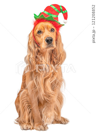 dog in Christmas time with hat. Doggy pet and magic Xmas isolated on white background 121208852