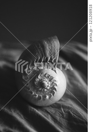 A black and white photograph of a chambered nautilus shell Nautilus pompilius shows a beautiful spiral pattern. A black and white photograph of a chambered nautilus shell Nautilus pompilius shows a beautiful spiral pattern. 121208918