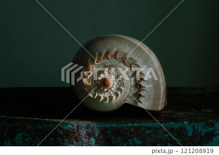 An image of a large empty ocean snail shell. Underwater animals. Seashells. Interior photo. Melo Diadem 121208919