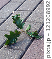 Green oak leaf on the pavement in the city park in autumn. Green oak leaf on the pavement in the city park in autumn. 121208992