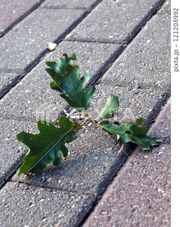 Green oak leaf on the pavement in the city park in autumn. 121208992