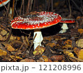Amanita muscaria, fly agaric in the forest Amanita muscaria, fly agaric in the forest 121208996