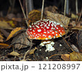 Amanita muscaria, fly agaric in the forest Amanita muscaria, fly agaric in the forest 121208997