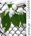 Green leaves covered with snow on a chain link fence in winter. Green leaves covered with snow on a chain link fence in winter. 121208999
