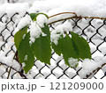 Green leaves covered with snow on a chain link fence in winter. Green leaves covered with snow on a chain link fence in winter. 121209000