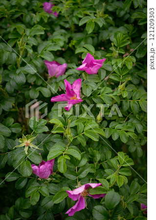 Vibrant Green Bush With Purple Flowers in Bloom in Natural Settings Vibrant Green Bush With Purple Flowers in Bloom in Natural Settings 121209303