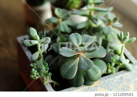 small succulents in a square stone pot. the concept of breeding unpretentious indoor flowers at home small succulents in a square stone pot. the concept of breeding unpretentious indoor flowers at home 121209581
