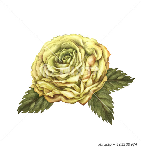 Yellow rose flower with green leaves, isolated on a white background. Watercolor botanical illustration template for wedding, birthday, mother's day, postcard, poster, wallpaper, sticker, scrapbook Yellow rose flower with green leaves, isolated on a white background. Watercolor botanical illustration template for wedding, birthday, mother's day, postcard, poster, wallpaper, sticker, scrapbook 121209974