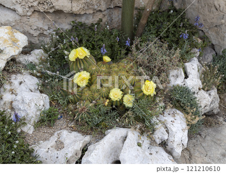 View with cactus with flowers. Detail view of the cardon cactus with green torqouise colors. Peaceful nature Peyote cactus cochineal fig cocheneel fig blad apple cactus hedge hog thistle torch thistle View with cactus with flowers. Detail view of the cardon cactus with green torqouise colors. Peaceful nature Peyote cactus cochineal fig cocheneel fig blad apple cactus hedge hog thistle torch thistle 121210610