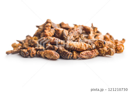 Crispy fried crickets isolated on white background. Insect protein. Crispy fried crickets isolated on white background. Insect protein. 121210730