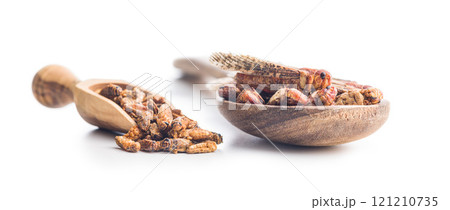 Crispy fried grasshoppers and crickets in scoop isolated on white background. Insect protein. Crispy fried grasshoppers and crickets in scoop isolated on white background. Insect protein. 121210735
