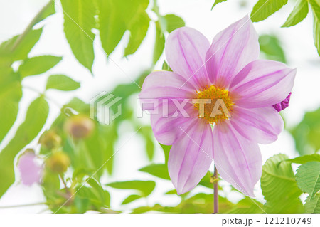 家の周りの草花　四季の色々　初冬の青空に映える美しいピンクの皇帝ダリア 121210749