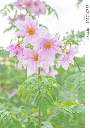 家の周りの草花 四季の色々 初冬の青空に映える美しいピンクの皇帝ダリア 家の周りの草花 四季の色々 初冬の青空に映える美しいピンクの皇帝ダリア 121210755