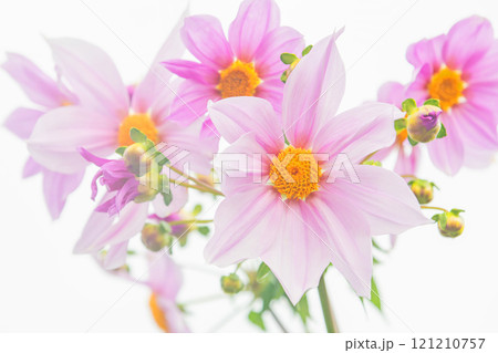 家の周りの草花 四季の色々 初冬の青空に映える美しいピンクの皇帝ダリア 家の周りの草花 四季の色々 初冬の青空に映える美しいピンクの皇帝ダリア 121210757
