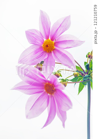 家の周りの草花　四季の色々　初冬の青空に映える美しいピンクの皇帝ダリア 121210759