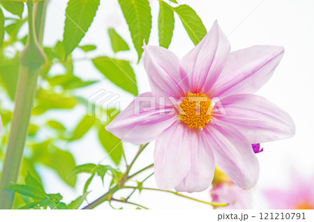 家の周りの草花　四季の色々　初冬の青空に映える美しいピンクの皇帝ダリア 121210791