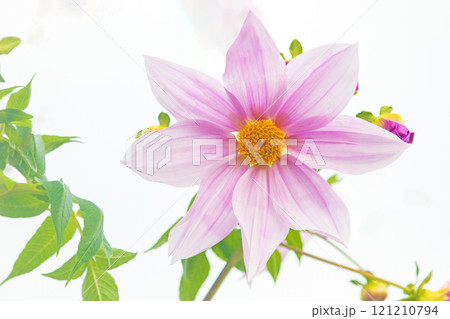 家の周りの草花 四季の色々 初冬の青空に映える美しいピンクの皇帝ダリア 家の周りの草花 四季の色々 初冬の青空に映える美しいピンクの皇帝ダリア 121210794