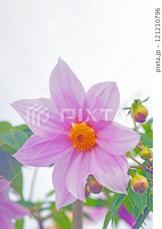 家の周りの草花 四季の色々 初冬の青空に映える美しいピンクの皇帝ダリア 家の周りの草花 四季の色々 初冬の青空に映える美しいピンクの皇帝ダリア 121210796