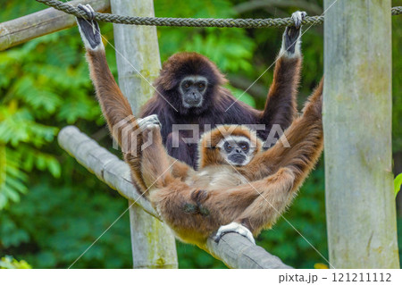 lar gibbon white-handed gibbon, an endangered primate in the gibbon family lar gibbon white-handed gibbon, an endangered primate in the gibbon family 121211112