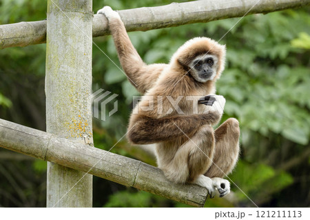 lar gibbon white-handed gibbon, an endangered primate in the gibbon family 121211113