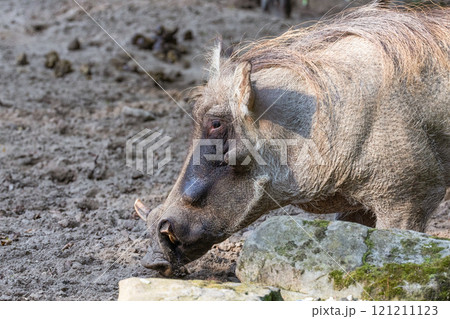 common warthog, standing very near by common warthog, standing very near by 121211123