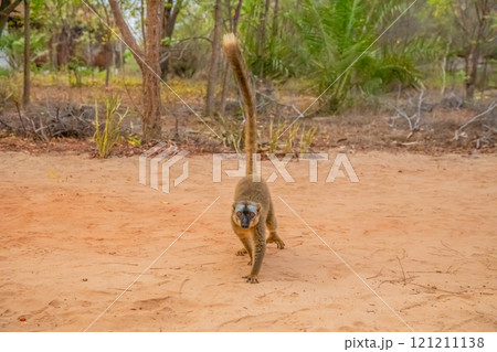 Common brown lemur Eulemur fulvus with orange eyes. 121211138