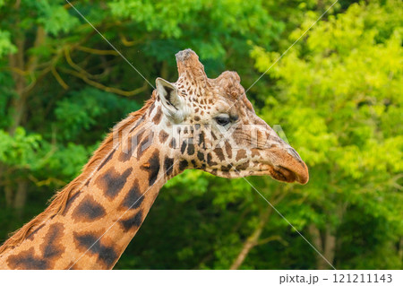 Giraffe in selective focus on green natural background 121211143