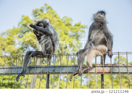 Closeup portrait of Tufted gray langur Semnopithecus priam Closeup portrait of Tufted gray langur Semnopithecus priam 121211146