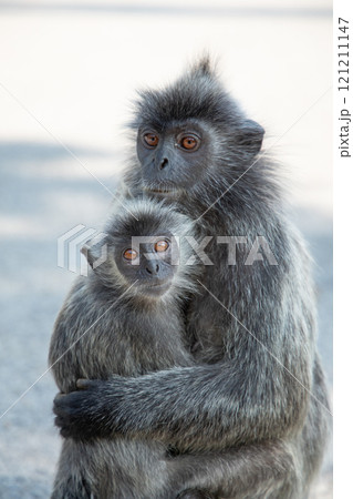 Closeup portrait of Tufted gray langur Semnopithecus priam 121211147