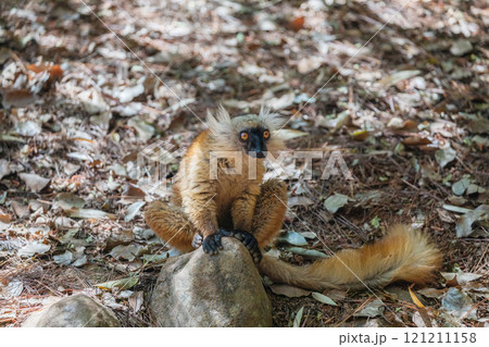 Blue eyed lemur on tree in forest 121211158