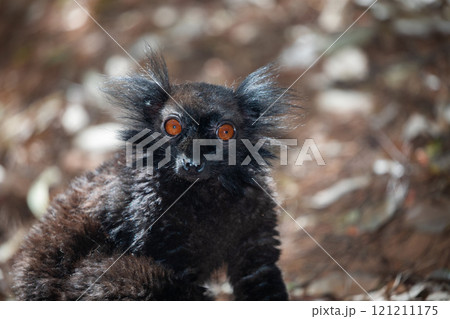 family Black lemur, Eulemur macaco, sits by a tree trunk 121211175