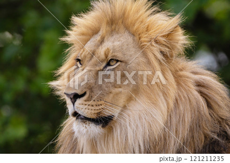 close-up image of a lion's head. expression is calm and majestic close-up image of a lion's head. expression is calm and majestic 121211235