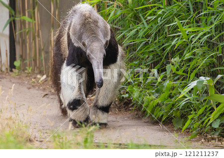 Giant anteater cute animal from Brazil. 121211237