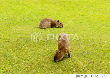Capybara Kapibara Hydrochoerus hydrochaeris 121211238