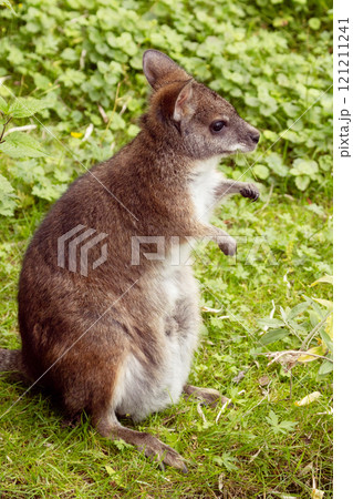 Bennett's wallaby Macropus or Notamacropus rufogriseus 121211241