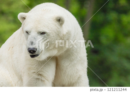 Polar Bear takes a rest Polar Bear takes a rest 121211244