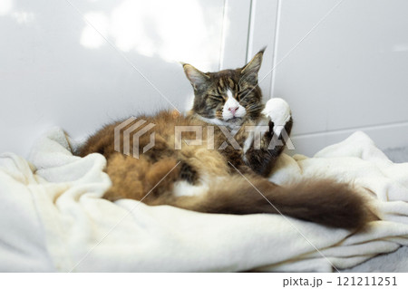 beautiful longhaired domestic graywhite Maine Coon cat lies on a white blanket beautiful longhaired domestic graywhite Maine Coon cat lies on a white blanket 121211251