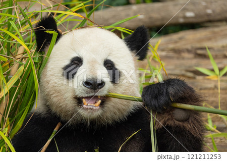 giant black and white panda is eating bamboo. Large animal closeup 121211253