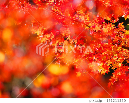 広島・宮島の紅葉 広島・宮島の紅葉 121211330