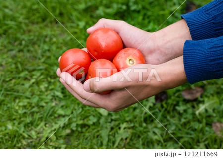 Hands holding fresh red tomatoes against green grass background. Hands holding fresh red tomatoes against green grass background. 121211669